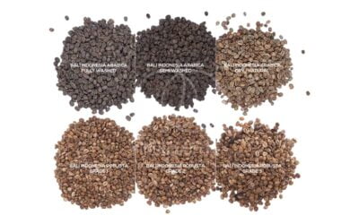 Exploring Arabica and Robusta Coffee Beans