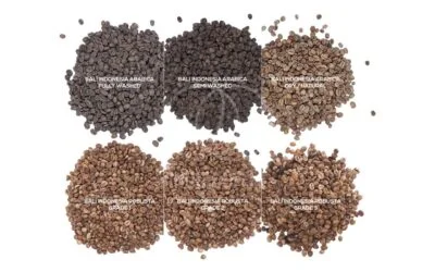 Exploring Arabica and Robusta Coffee Beans