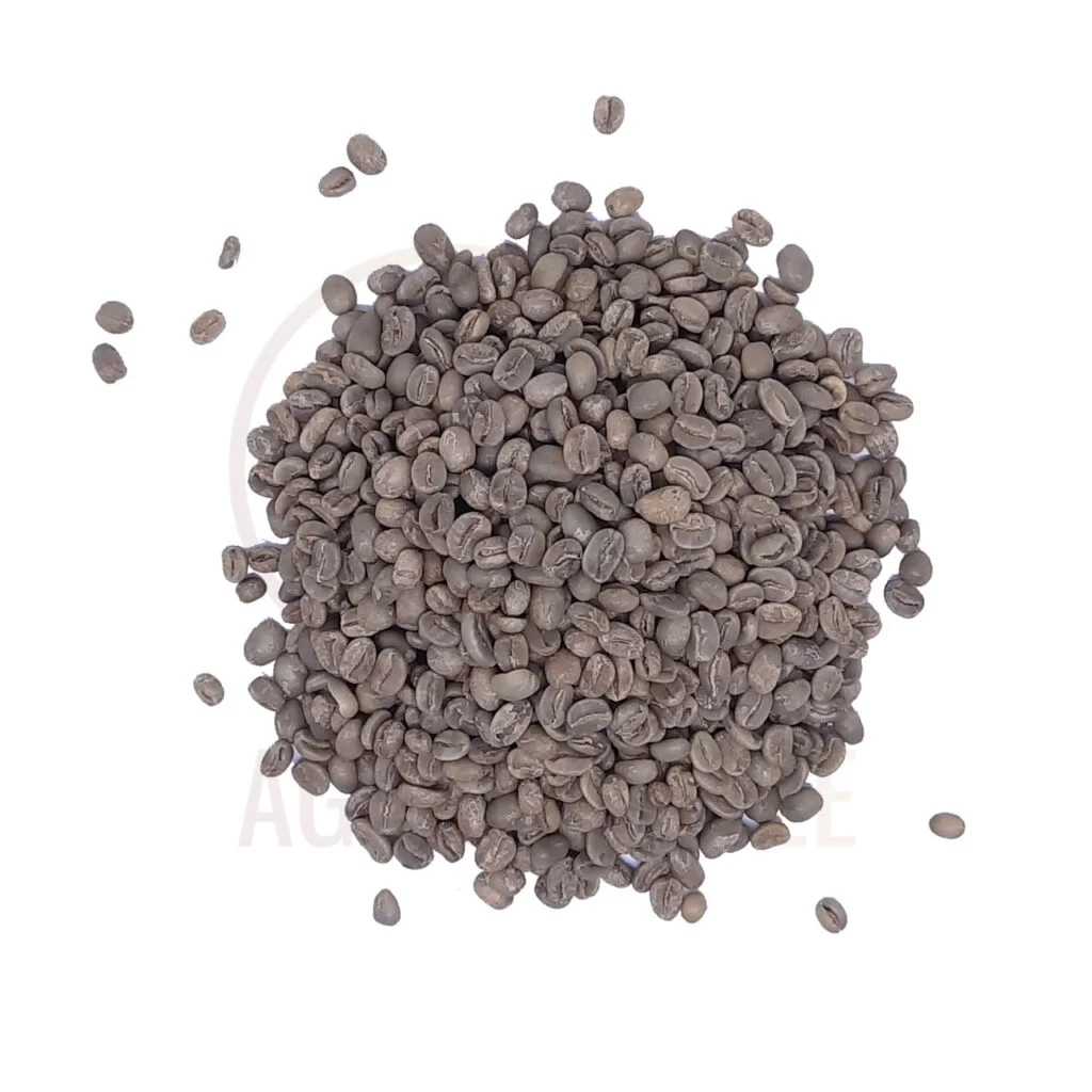 arabica coffee beans bali kintamani fully washed