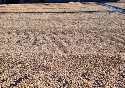 coffee beans indonesia 1