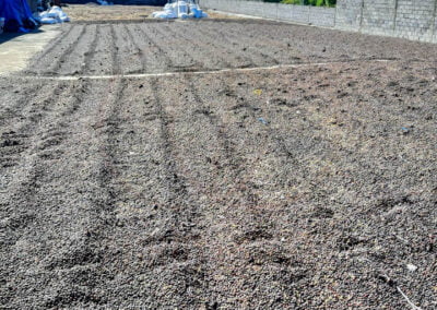 coffee beans indonesia 10