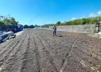 coffee beans indonesia 11