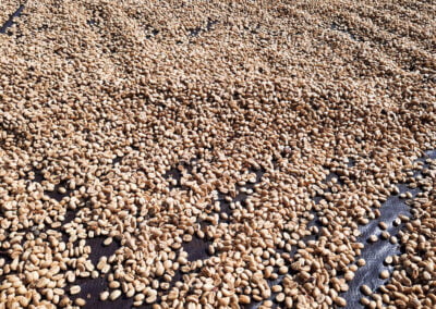 coffee beans indonesia 3