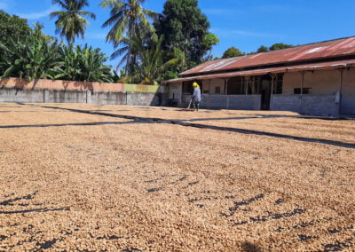 coffee beans indonesia 8