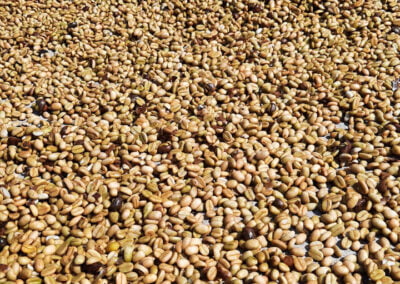 coffee beans indonesia 9