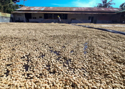 coffee beans supplier