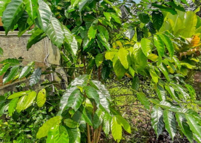 coffee farm indonesia 1