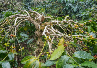 coffee farm indonesia 10