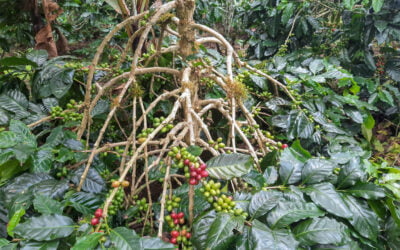 8 Unique Indonesia Coffee Beans You Must Experience