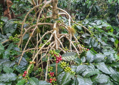 unique indonesia coffee beans