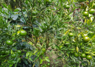 coffee farm indonesia 12