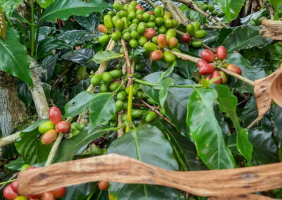 coffee farm indonesia 13