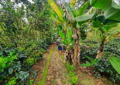 coffee farm indonesia 14