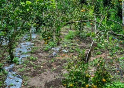 coffee farm indonesia 15