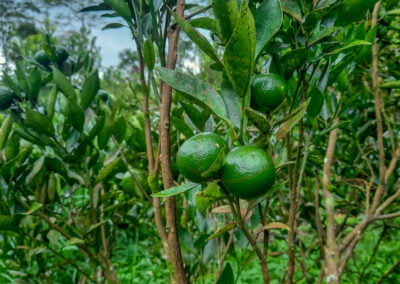 coffee farm indonesia 16