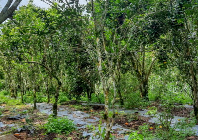 coffee farm indonesia 3