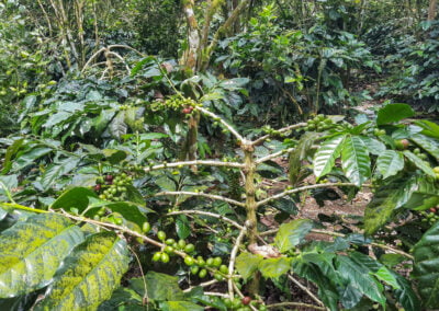 coffee farm indonesia 4
