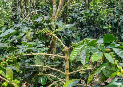 coffee farm indonesia 5