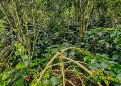 coffee farm indonesia 6