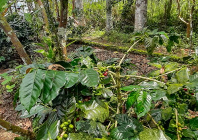 coffee farm indonesia 7