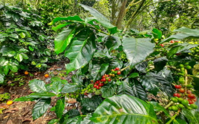 Discover the Finest Arabica Coffee Beans Kintamani Bali