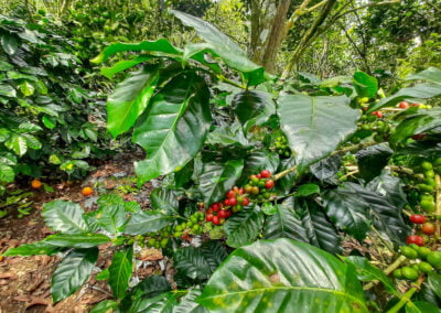 arabica coffee beans kintamani