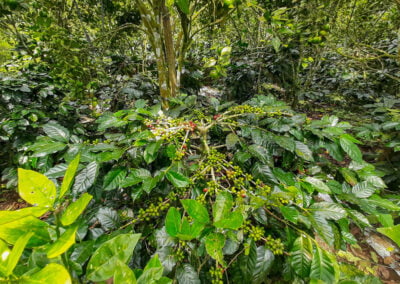 coffee farm indonesia 9