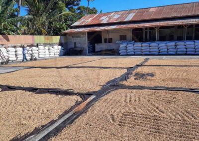 indonesia arabica coffee beans 2