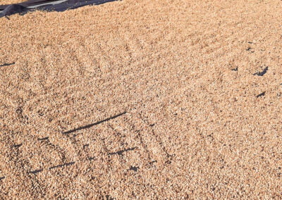 indonesia arabica coffee beans 3