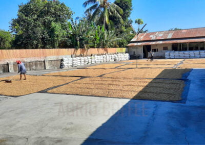 indonesia arabica coffee beans 5