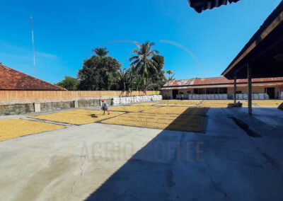 indonesia arabica coffee beans 6