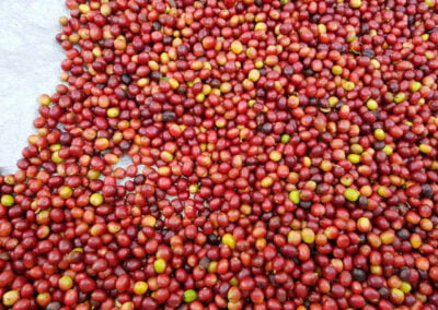 indonesia coffee beans 1