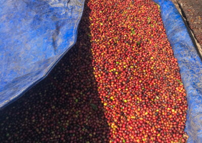 indonesia coffee beans 10