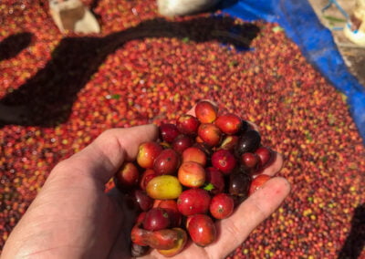 indonesia coffee beans 11