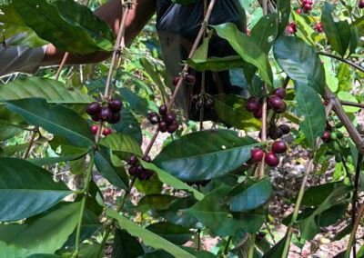 indonesia coffee beans 17