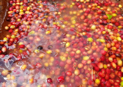 indonesia coffee beans 20