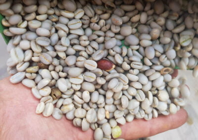 indonesia coffee beans 21