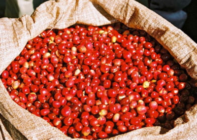 indonesia coffee beans 5