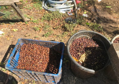 indonesia coffee beans 8